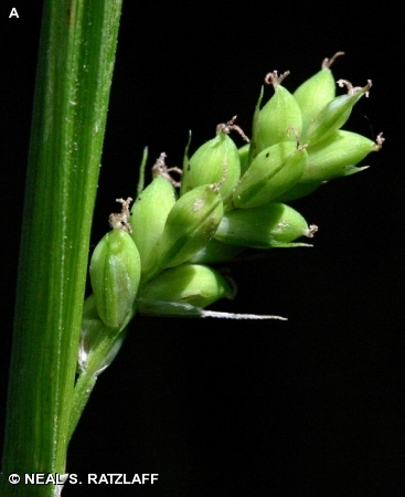 WOODLAND SEDGE