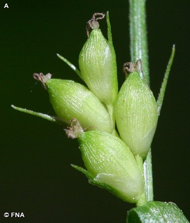 FEW-FRUITED SEDGE