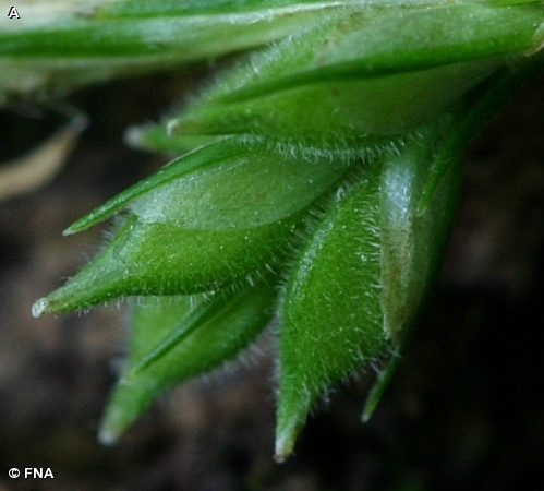 HAIRY WOOD SEDGE