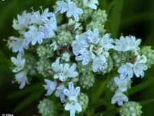 SLENDER MOUNTAIN MINT