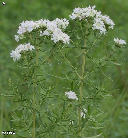 VIRGINIA MOUNTAIN MINT