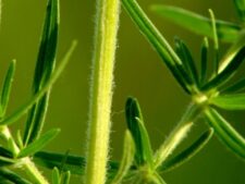 VIRGINIA MOUNTAIN MINT