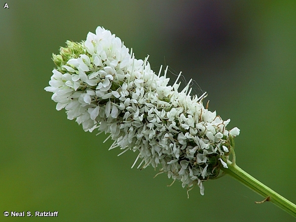 WHITE PRAIRIE CLOVER