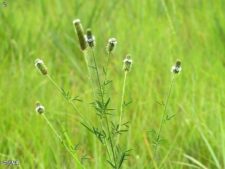 WHITE PRAIRIE CLOVER