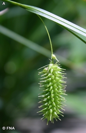 BOTTLEBRUSH SEDGE