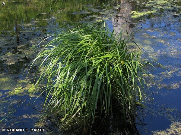 BEARDED SEDGE