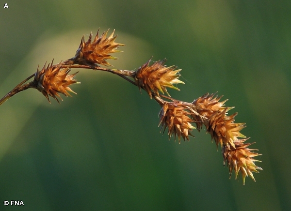 SLENDER SEDGE