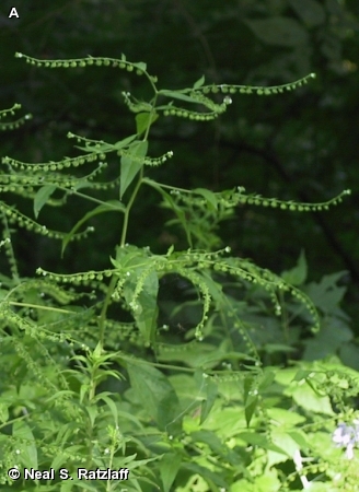 VIRGINIA STICKSEED