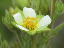 TALL CINQUEFOIL