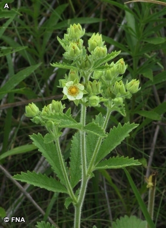 TALL CINQUEFOIL