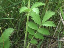 TALL CINQUEFOIL