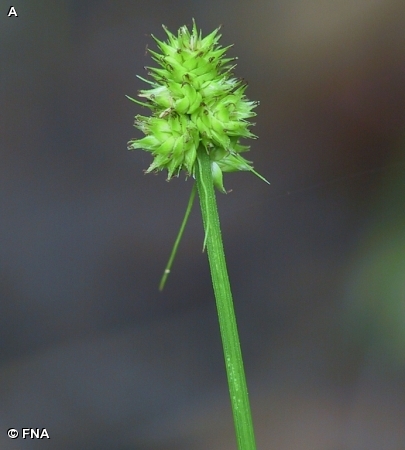 WOODBANK SEDGE