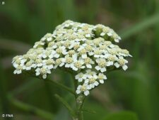 YARROW