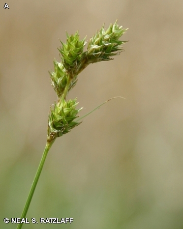 SHORT-BEAKED SEDGE