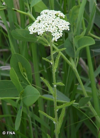 YARROW