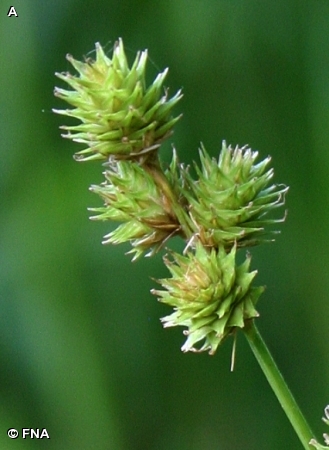 TROUBLESOME SEDGE