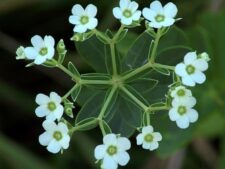 FLOWERING SPURGE