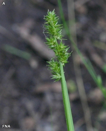 SOFT FOX SEDGE