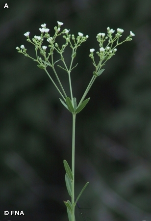 FLOWERING SPURGE