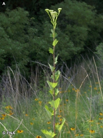 PALE INDIAN PLANTAIN