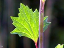 PALE INDIAN PLANTAIN