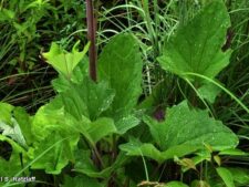 PALE INDIAN PLANTAIN