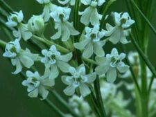 WHORLED MILKWEED