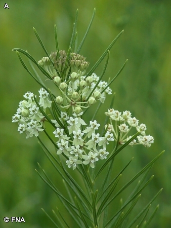 WHORLED MILKWEED