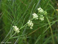 WHORLED MILKWEED