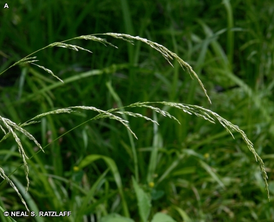 SLENDER WEDGEGRASS