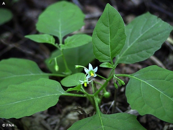 BLACK NIGHTSHADE