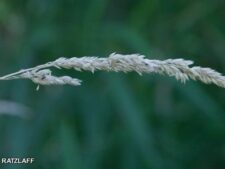 REED CANARY GRASS