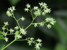 MEADOW RUE