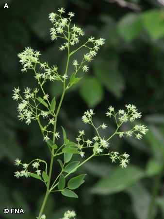 MEADOW RUE