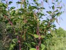 POKEWEED