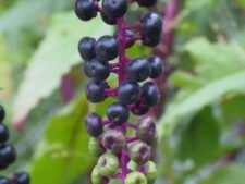 POKEWEED