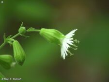 STARRY CAMPION