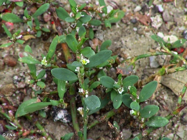 KNOTWEED