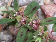 SPOTTED SPURGE