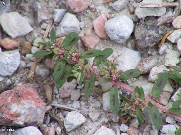 SPOTTED SPURGE