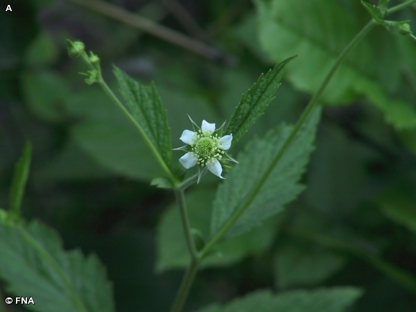 WHITE AVENS