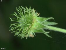 WHITE AVENS