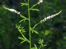 WHITE SWEET CLOVER