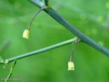 WILD ASPARAGUS