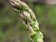 WILD ASPARAGUS