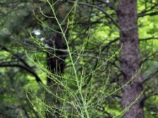 WILD ASPARAGUS