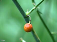 WILD ASPARAGUS