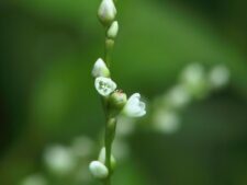 DOTTED SMARTWEED