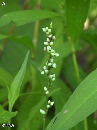 DOTTED SMARTWEED