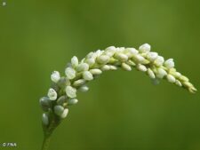 PALE SMARTWEED